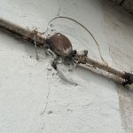 Старая расспределительная коробка